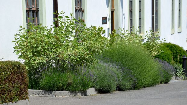 Užitkové rostliny se pěstují v Břevnovském klášteře odnepaměti