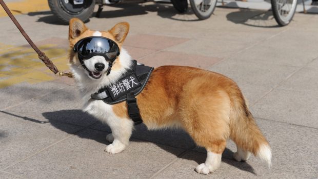 Policejní corgi z Číny