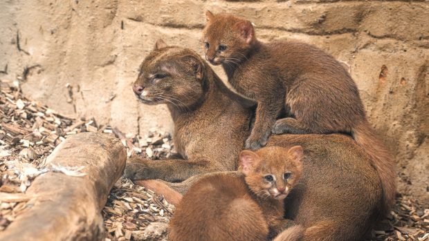 Rodia jaguarundi v pražské zoo