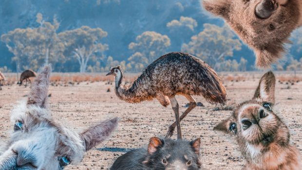 V Austrálii žije mnoho zvláštních zvířat