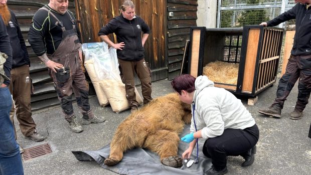 Příprava medvědů plavých ze Zoo Hluboká na transport