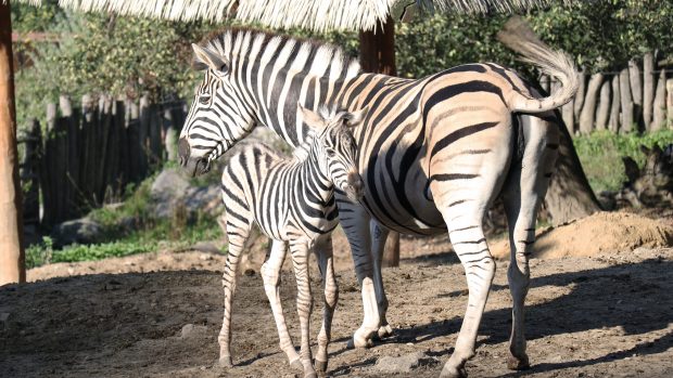 Útěk zeber dle slov ředitele Zoologické zahrady pravděpodobně způsobila lidská chyba