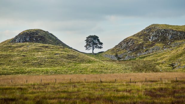 Sycamore Gap Tree (před pokácením), který se nacházel v Northumberlandu podél Hadriánova valu a byl pravděpodobně nejznámější díky filmu Robin Hood z roku 1991