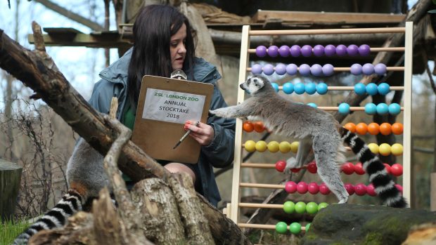 U některých druhu zvířat v londýnské zoo je sčítání složitější než u jiných
