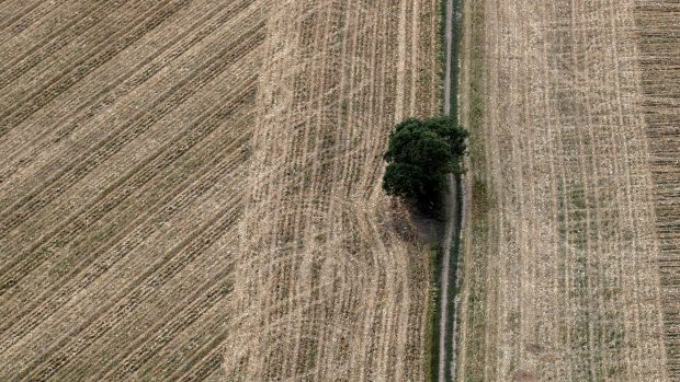 Osamocený strom uprostřed polí na Uherskohradišťsku.