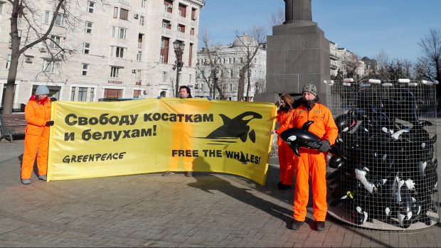 Protest ochránců přírody z Greenpeace proti ruským vězením pro velryby v Moskvě (únor 2019)