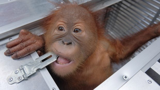 Dvouletý samec orangutana, kterého se muž pokoušel propašovat zdrogovaného v ratanovém koši z Indonésie do Ruska