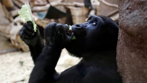 Zoo jsou pro návštěvníky uzavřené od pondělí 12. října. Vládní opatření má za cíl zpomalit šíření pandemie covidu-19. Ztráty v příjmech ze vstupného, parkovného, prodeje suvenýrů či pronájmu restaurací se tak nyní podle mluvčí odhadují asi na 80 milionům korun