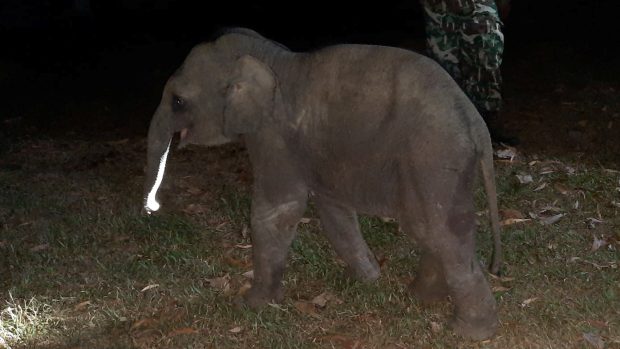 Poté, co se slůně postavilo na nohy, bylo převezeno na ošetření k veterináři
