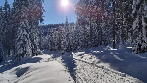 Běžecká trasa z Rovinek na Horní Mísečky  v Krkonoších