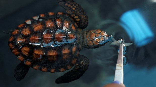 Záchranné středisko pro želvy v akváriu Two Oceans v Kapském Městě