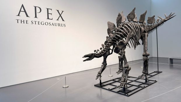 Kostra býložravého dinosaura Apexe je vysoká 3,3 metru a na délku měří 8,2 metru