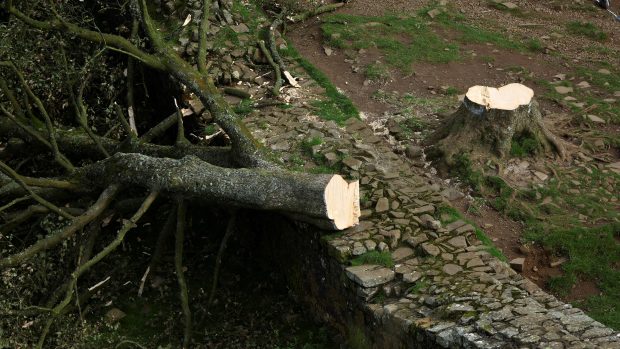 Pokácený legendární javor Sycamore Gap Tree