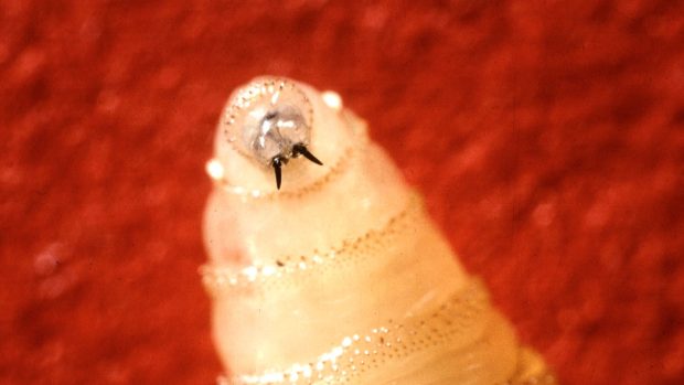 Larva bzučivky lidožravé