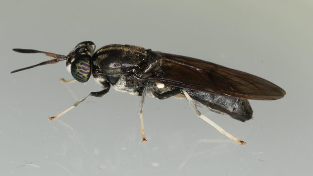 Black Soldier Fly (Hermetia illucens)