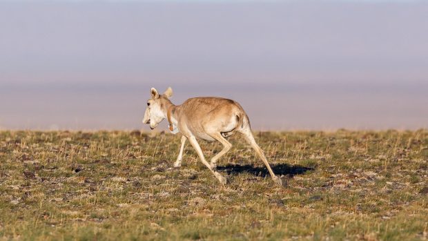 Sajga tatarská s obojkem od pražské zoo