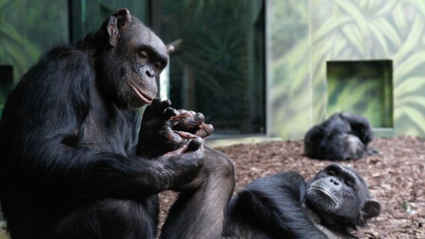 Šimpanzi v Zoo Dvůr Králové