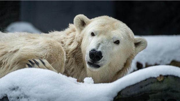 Lední medvědice Berta v pražské zoo