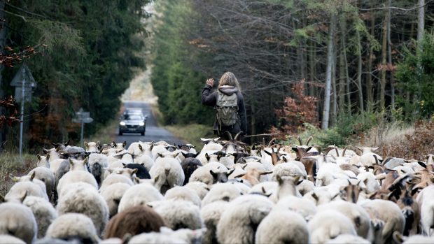 Brdy nejsou jenom luka a lesy, často musejí zvířata po silnici a řidiči musejí mít trpělivost. Za stádem občas jedou i deset minut, většinou ale nadšeně fotografují, zvlášť když mají v autě děti.