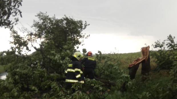 Královéhradečtí hasiči odklízí spadlý strom ze silnice