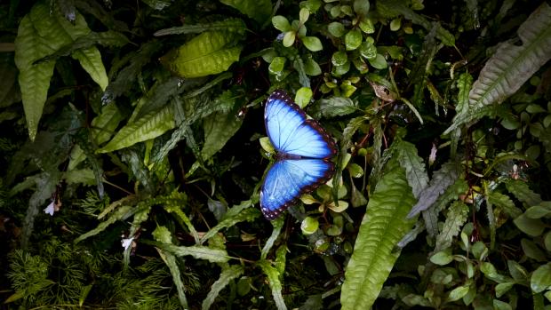 Tropičtí motýli opět poletují na současné výstavě v  botanické zahradě, v pražské Troji, ve skleníku Fata Morgana. Na fotografii je druh Morpho Peleides.