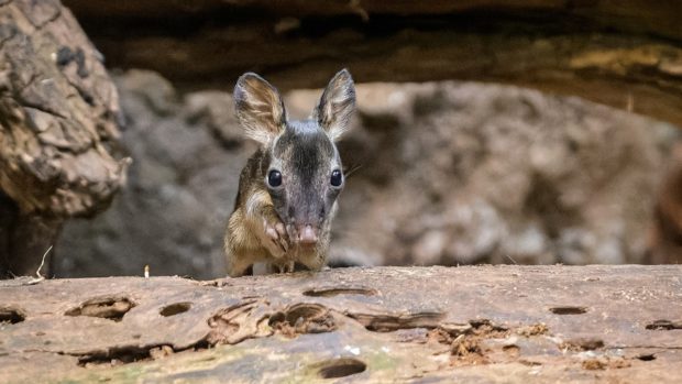 Malého klokánka krysího můžou lidé pozorovat ve vnitřní expozici Darwinova kráteru v dolní části zoo