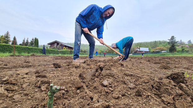 První víno nebo burčák z Medlánek lidé ochutnají asi za tři roky