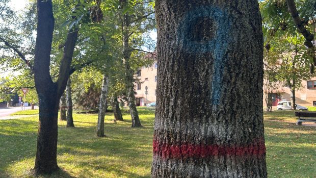 Posprejované stromy v parku