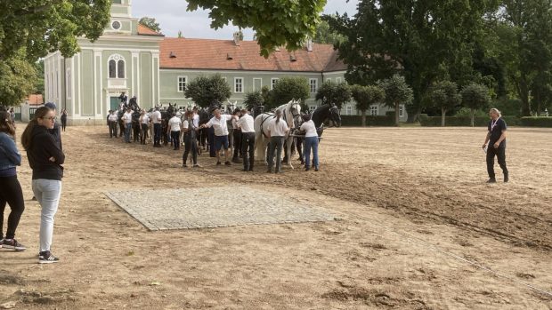 Součástí spřežení bylo 12 vraníků a 12 běloušů
