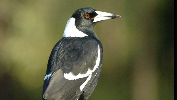 Tým ze dvou australských univerzit zamýšlel zkoumat flétňáky australské