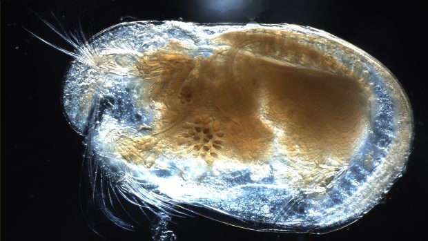 Lasturnatka z čeledi Cylindroleberididae.
