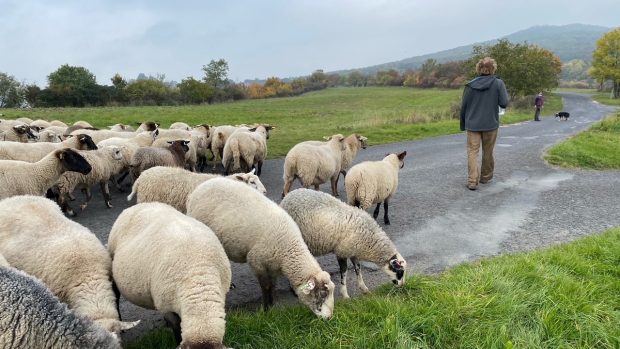 Pastevci na Litoměřicku hnali tradičním způsobem více než stodvacetihlavé stádo ovcí chráněným územím Českého středohoří