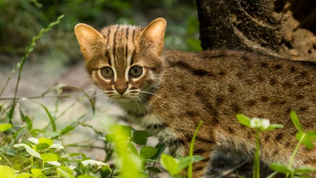 Ostravská zoologická zahrada odchovává dvě mláďata nejmenších koček světa - koček cejlonských.