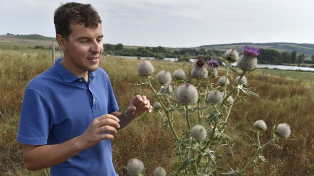 Soukromý zemědělec Martin Smetana ukazuje pcháč rostoucí na jeho pozemcích v okolí Blatničky na Hodonínsku, kde začal dělat opatření prospěšná pro krajinu.