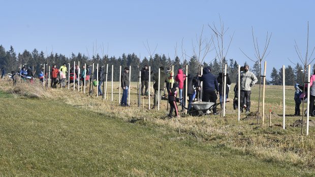 Na staré polní cestě nedaleko Havlíčkovy Borové lidé vysázeli část plánované třešňové aleje k výročí narození borovského rodáka literáta Karla Havlíčka Borovského.