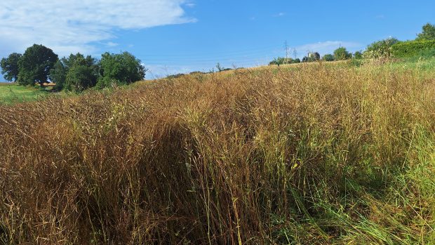 Žně v Moravskoslezském kraji brzdí počasí