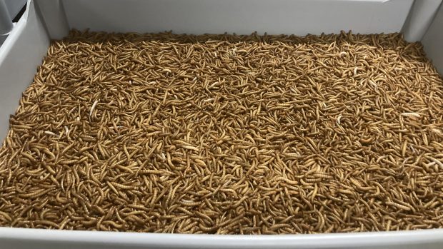 Přepravka na chov stačí. Obsahuje zhruba 20 tisíc larev