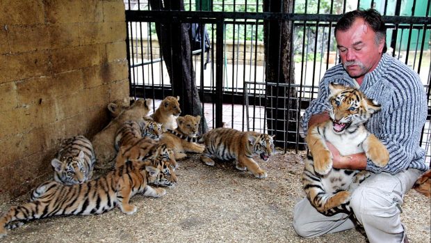 Ludvík Berousek s tygřími mláďaty v ZOO parku Bášť v roce 2006.