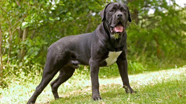 Pes plemene cane corso (ilustrační foto)