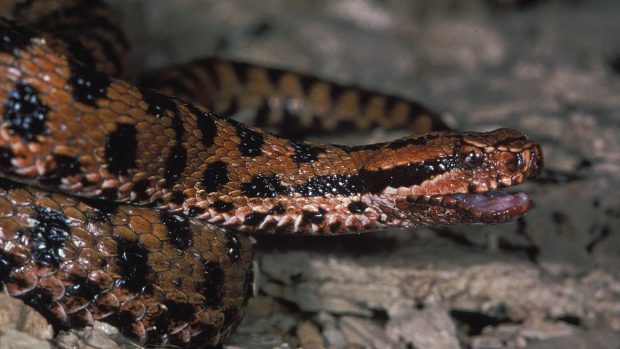 Zmije skvrnitá (Vipera aspis)