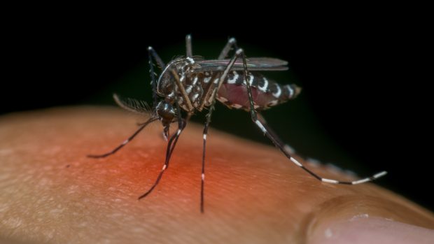 Komár druhu Aedes, který přenáší virus způsobující horečku dengue