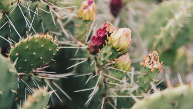 Opuntia phaeacantha