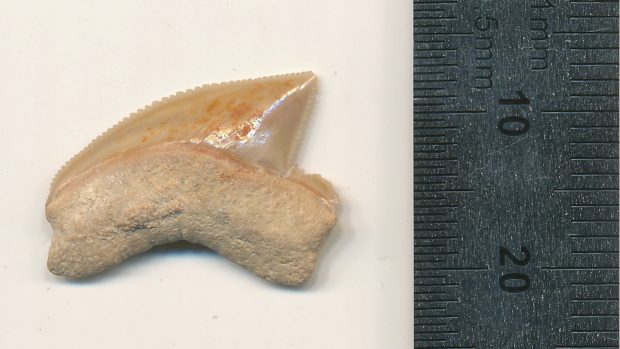 V archeologickém nalezišti v Davidově městě ve východním Jeruzalémě našli archeologové 20 žraločích zubů z doby před miliony let