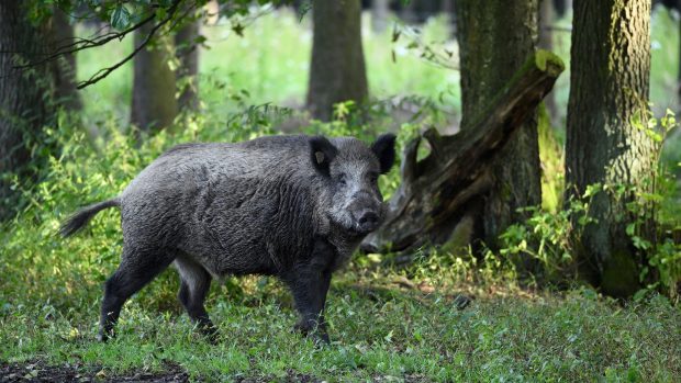 Cílem opatření je podle Státní veterinární správy minimalizovat šíření nákazy u divokých prasat a zabránit zavlečení afrického moru do chovu domácích prasat