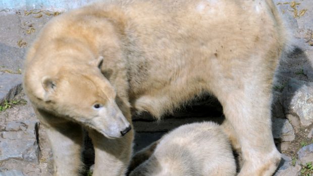 Medvědice Cora, medvíďata Kometa a Nanuk