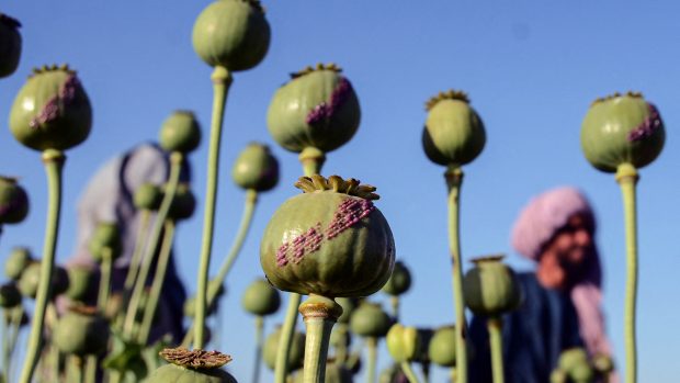 V roce 2022 afghánští zemědělci pěstovali podle údajů UNODC mák na opium na 2330 kilometrů čtverečních polí