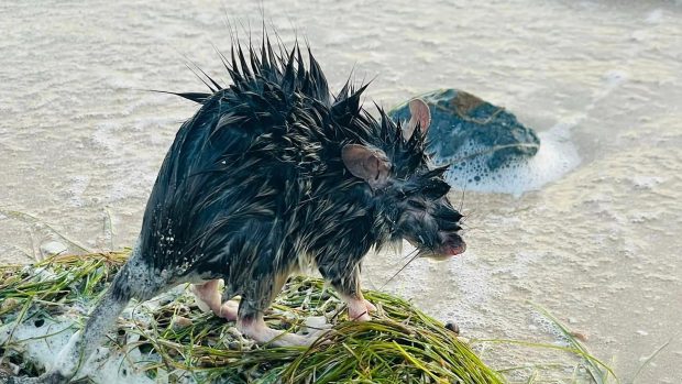 Domorodá dlouhosrstá krysa na pláži ve městě Karumba v australském Queenslandu