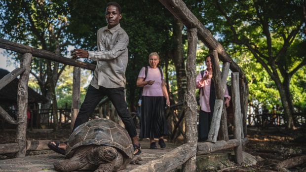 Turisté sledují želvu v Zanzibaru