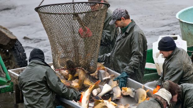 Někteří návštěvníci přišli z hráze sledovat práci rybářů, jiní si i s kbelíky přišli pro živé ryby (Archivní foto)