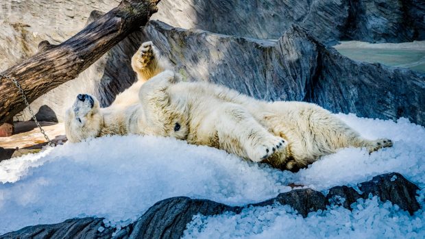 Lední medvěd se ochlazuje na kostkách ledu při akci Zoo Praha pod ledem